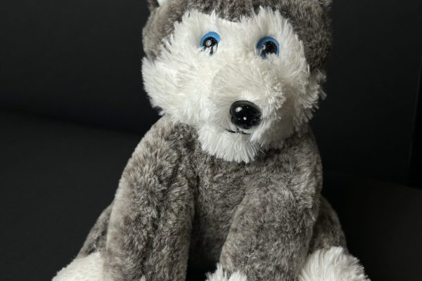 Husky_Wolf